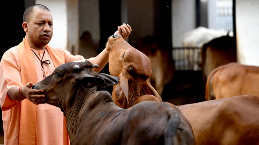 योगी सरकार ने गोवंश संरक्षण के लिए दिए 2,000 करोड़ रुपये